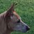 Limbocker Bob's profile image
