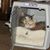 Jean Williams's profile image