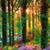 Janie Bass's profile image
