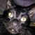 Libbi Knight Spears's profile image