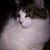 Deborah L Mitchell's profile image