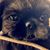 Brandi S Daniels's profile image