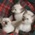 Mary Domingues's profile image
