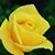 Morena More's profile image