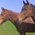 Emer Howard's profile image