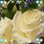Zerep Imeon's profile image