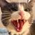 Leslie Cobb's profile image