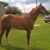 Josue Ramos's profile image