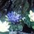 Cara Graham Kapaun's profile image
