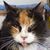 Debbie Datanna's profile image