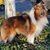 Shirley Klassen's profile image