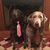 Tracey Snider Pazzanita's profile image