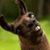 Kandy Balyeat Harrell's profile image