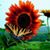 Vicki Nelson's profile image