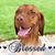 Lisa Siegel Pirone's profile image
