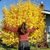 Chantal Hulet's profile image