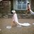 Lori Gilliar's profile image