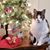 Renee Peters's profile image