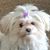 Dawn Carlson's profile image