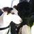 KalyChris Dumont's profile image