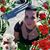 Anu Huhta's profile image