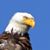 Eric Burt's profile image