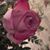 Vicki Whittington Hickey's profile image