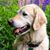Judy Lombardi's profile image