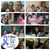 Rosario Alicea's profile image
