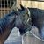 Carol Rosso's profile image