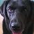 Darlene Landon Manchester's profile image