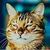 M.C. Vnm's profile image