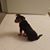 Annette Nicole Noblitt's profile image