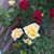 Idell Gimenez Mulhern's profile image