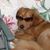 Suzanne Gross's profile image