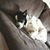 Harmony Davis Thornock's profile image