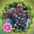 Dottie Stapleton's profile image