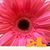 Charity Ann Fritz's profile image