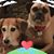 Diane Dunkel Newton's profile image