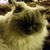Tara Johnson Voigtlander's profile image
