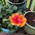 Joanne Victoria Cooper's profile image