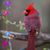 Teresa Bealler Creek's profile image