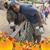 Mango Rodrique's profile image