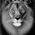 James Allan Norfleet's profile image