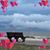 Cheryl N Steve Badgett's profile image