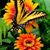 Lauren Brown's profile image
