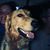 Laura Perkins Logsdon's profile image