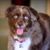 Diane Silk's profile image