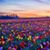 Diane Griffithjanczlik's profile image