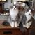 Kathleen Allard Drzewiecki's profile image